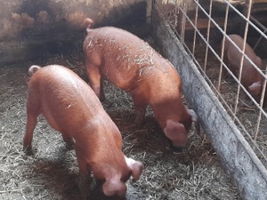 purcei duroc