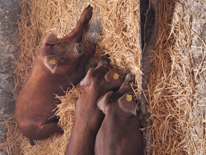 purcei duroc - imagine 2 purcei duroc - imagine 2