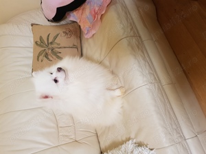 Baietel si Fetita Pomeranian Boo Toy - imagine 3