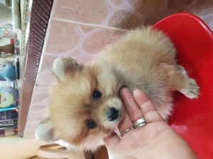 Baietel si Fetita Pomeranian Boo Toy - imagine 4