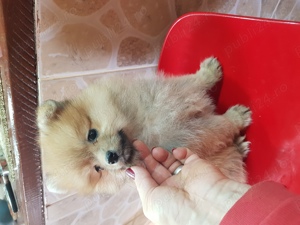 Baietel si Fetita Pomeranian Boo Toy - imagine 5