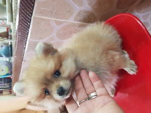 Baietel si Fetita Pomeranian Boo Toy