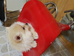 Baietel si Fetita Pomeranian Boo Toy - imagine 2