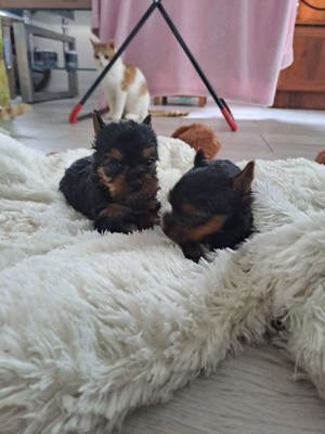 yorkshire terrier mini toy - imagine 2