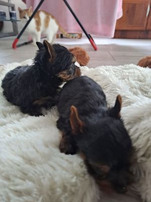 yorkshire terrier mini toy - imagine 5