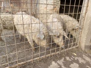 Mangalita de vanzare