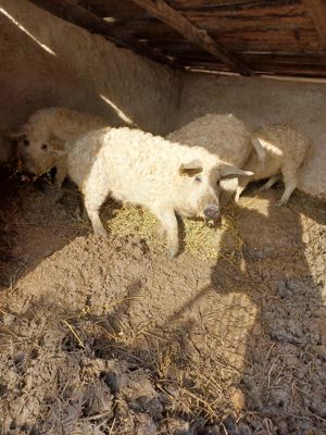 Mangalita de vanzare  - imagine 2