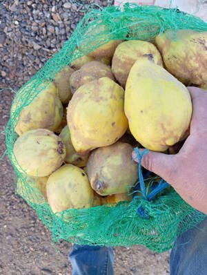 Palinca de gutui de constantinopol