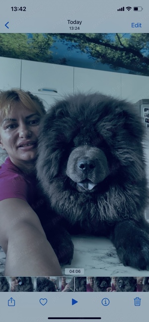 chow-chow 