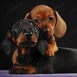 Teckel pitic rasă pură transport gratuit