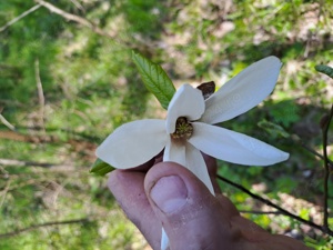 Vînd magnolie floare alba
