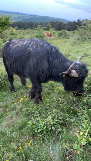 vand bivoli - imagine 2