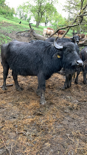 vand bivoli - imagine 3