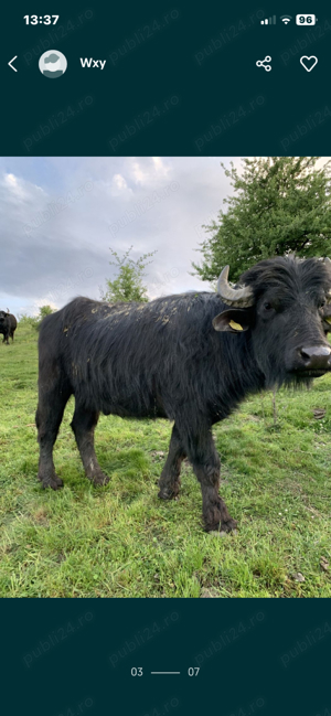 vand bivoli - imagine 5