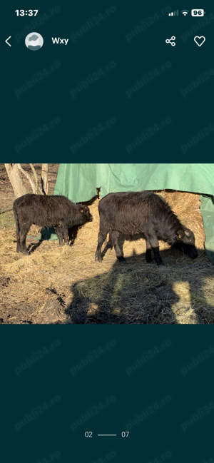 vand bivoli - imagine 4