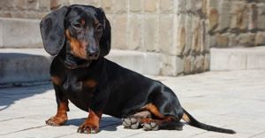 Caut fetița tekel 2 luni