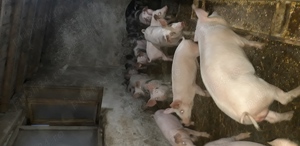 Grasuni de vanzare  - imagine 2