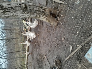 vand gâște  - imagine 2 vand gâște  - imagine 2