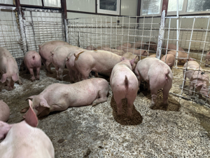 purcei si porci de carne 30-250kg. Primim arvuni pentru craciun!!! - imagine 2