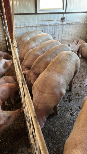 purcei si porci 30-250kg Primim arvuni pentru craciun!! - imagine 2 purcei si porci 30-250kg Primim arvuni pentru craciun!! - imagine 2