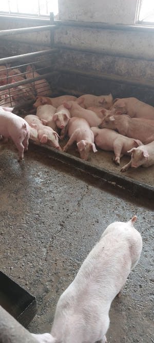 vand porci de carne - imagine 5 vand porci de carne - imagine 5