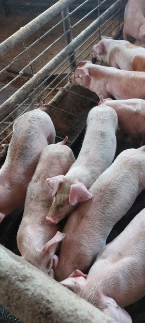 vand porci de carne - imagine 4 vand porci de carne - imagine 4