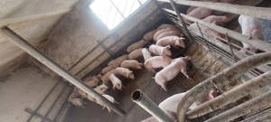 vand porci de carne - imagine 3 vand porci de carne - imagine 3