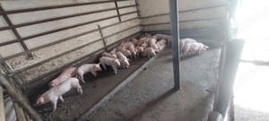 vand porci de carne - imagine 2 vand porci de carne - imagine 2