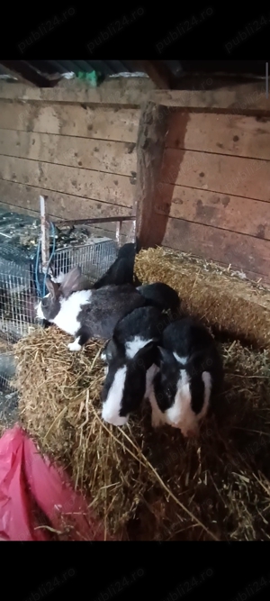 Iepuri hycole francez  - imagine 2 Iepuri hycole francez  - imagine 2