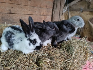 Vând metiși hycole francez cu fluture german  - imagine 3 Vând metiși hycole francez cu fluture german  - imagine 3