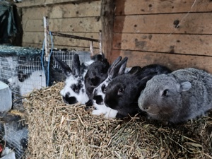 Vând metiși hycole francez cu fluture german  - imagine 2 Vând metiși hycole francez cu fluture german  - imagine 2