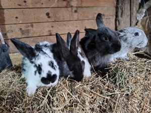 Vând metiși hycole francez cu fluture german  - imagine 4 Vând metiși hycole francez cu fluture german  - imagine 4