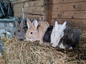 Vând iepuri hycole francez  - imagine 4