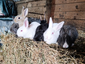 Vând iepuri hycole francez  - imagine 5