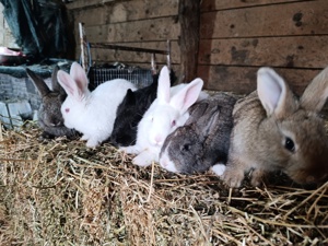 Vând iepuri hycole francez  - imagine 2