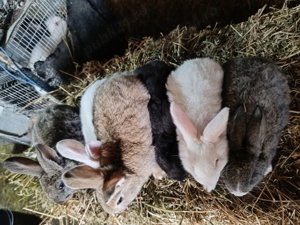 Vând iepuri hycole francez  - imagine 3