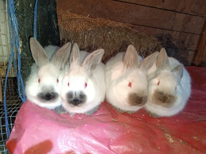 Vând iepuri californieni  - imagine 2 Vând iepuri californieni  - imagine 2