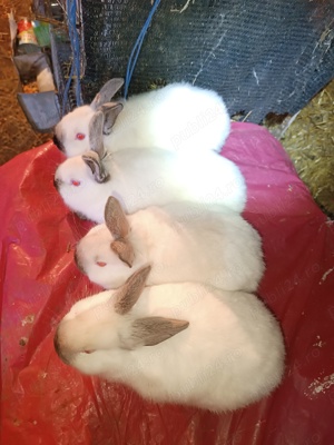 Vând iepuri californieni  - imagine 3 Vând iepuri californieni  - imagine 3