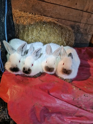 Vând iepuri californieni  - imagine 4 Vând iepuri californieni  - imagine 4