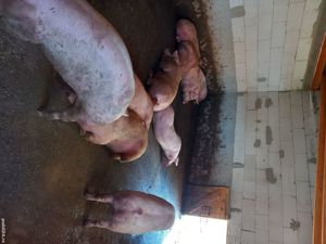 Vând porci de carne 