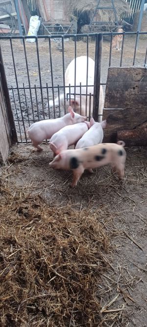 Vând purcei și soldani!