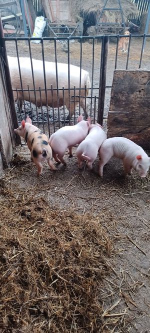 Vând purcei și soldani! - imagine 2