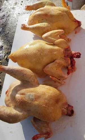 Vând găini de casă tăiate 25lei kg livrare la domiciliu 