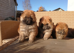 Chow chow pui - imagine 4