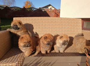 Chow chow pui - imagine 2