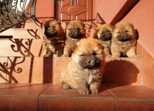 Chow chow pui - imagine 3