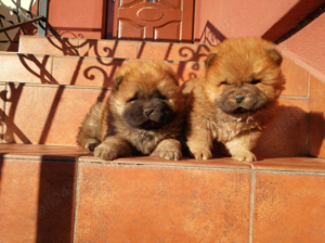 Chow chow pui - imagine 5