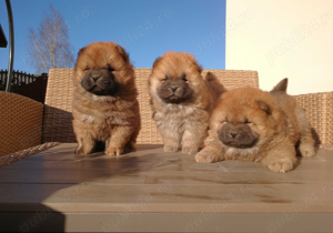 Chow chow pui