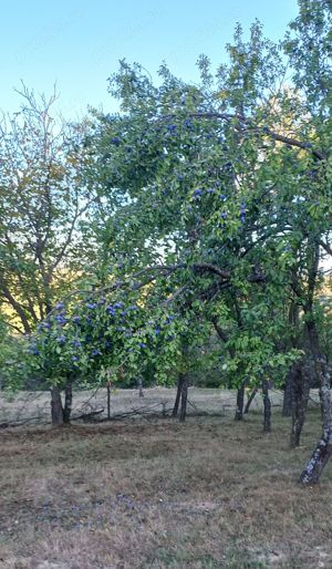 Palinca  Horinca din prune grase - imagine 5