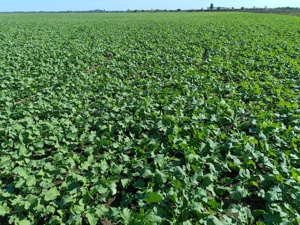 Necalificat - domeniul agricol